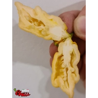 Star Fire F1 ( 10+ Seeds) Star Fire F1 ( 10+ Seeds)