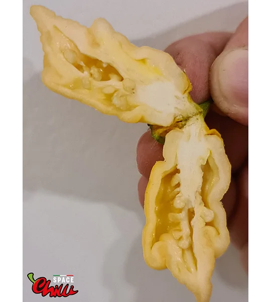 Star Fire F1 ( 10+ Seeds)