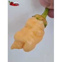 Star Fire F1 ( 10+ Seeds) Star Fire F1 ( 10+ Seeds)