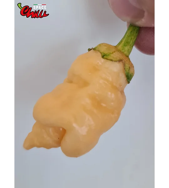 Star Fire F1 ( 10+ Seeds)