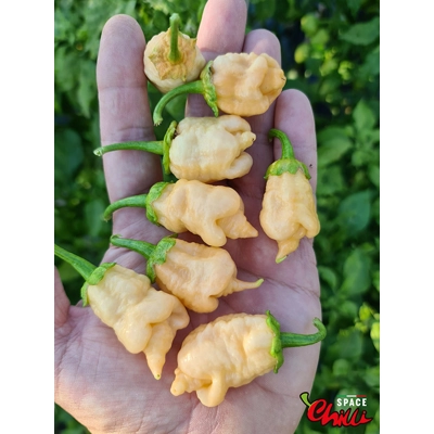 Star Fire F1 ( 10+ Seeds) Star Fire F1 ( 10+ Seeds)
