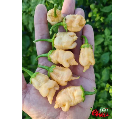 Star Fire F1 ( 10+ Seeds)