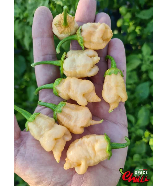 Star Fire F1 ( 10+ Seeds)