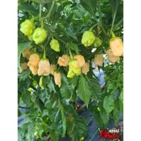 Star Fire F1 ( 10+ Seeds) Star Fire F1 ( 10+ Seeds)