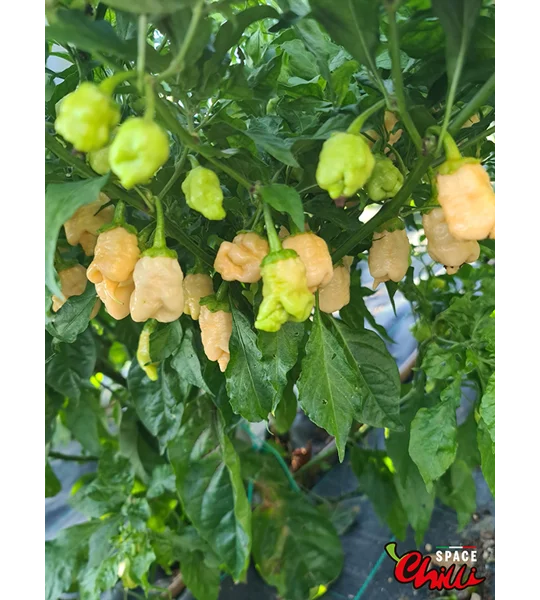 Star Fire F1 ( 10+ Seeds)