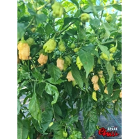 Star Fire F1 ( 10+ Seeds) Star Fire F1 ( 10+ Seeds)