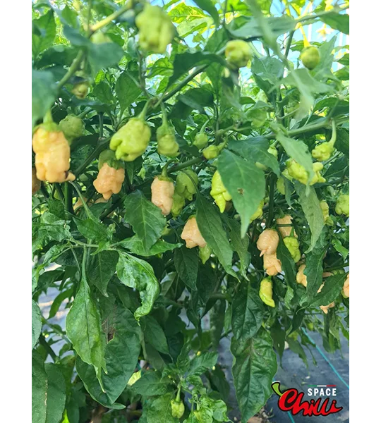 Star Fire F1 ( 10+ Seeds)