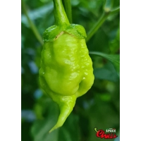 Star Fire F1 ( 10+ Seeds) Star Fire F1 ( 10+ Seeds)