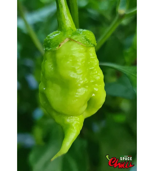 Star Fire F1 ( 10+ Seeds)