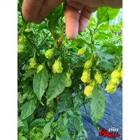 Star Fire F1 ( 10+ Seeds) Star Fire F1 ( 10+ Seeds)