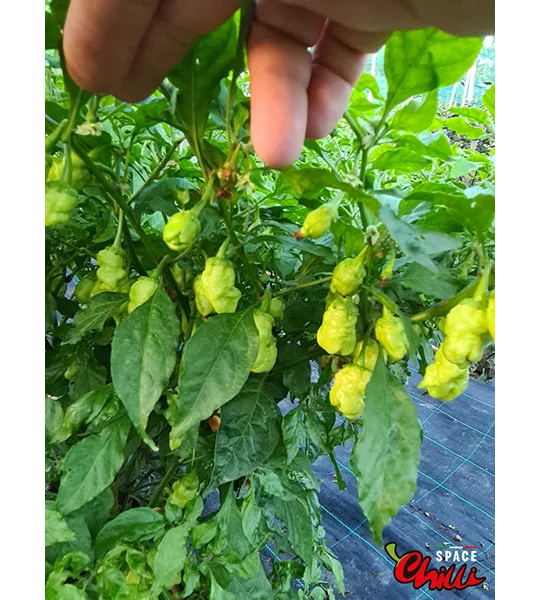Star Fire F1 ( 10+ Seeds)