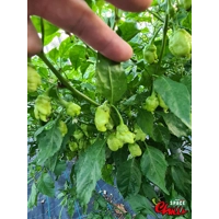 Star Fire F1 ( 10+ Seeds) Star Fire F1 ( 10+ Seeds)