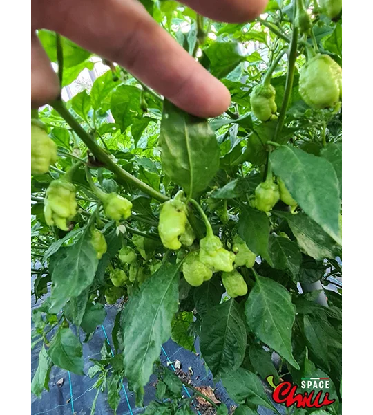 Star Fire F1 ( 10+ Seeds)