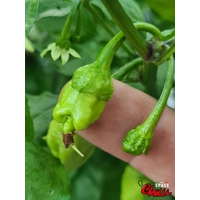 Star Fire F1 ( 10+ Seeds) Star Fire F1 ( 10+ Seeds)