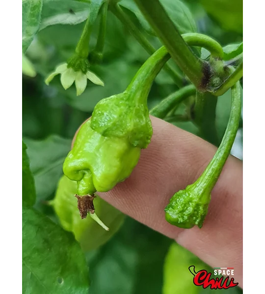 Star Fire F1 ( 10+ Seeds)
