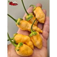 Star Fire F1 ( 10+ Seeds) Star Fire F1 ( 10+ Seeds)