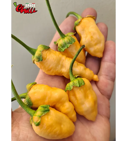 Star Fire F1 ( 10+ Seeds)