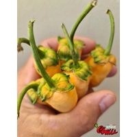 Star Fire F1 ( 10+ Seeds) Star Fire F1 ( 10+ Seeds)