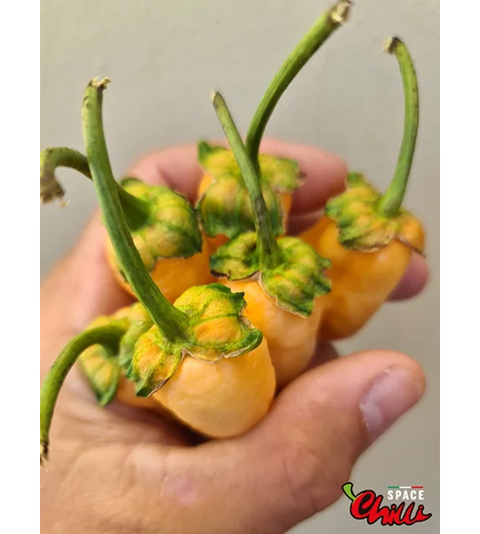 Star Fire F1 ( 10+ Seeds)