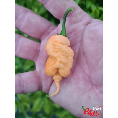 Star Scream (10+ Seeds) Star Scream (10+ Seeds)