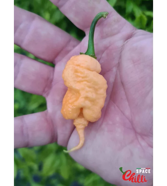 Star Scream (10+ Seeds)