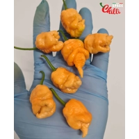 Star Scream (10+ Seeds) Star Scream (10+ Seeds)