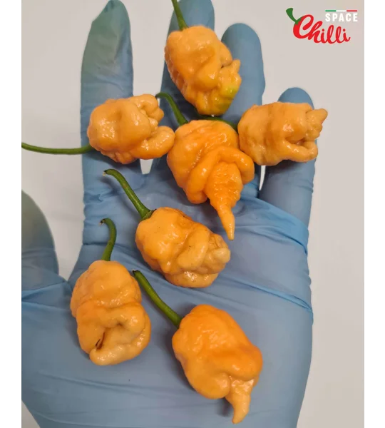 Star Scream (10+ Seeds)