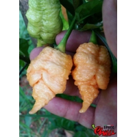 Star Scream (10+ Seeds) Star Scream (10+ Seeds)