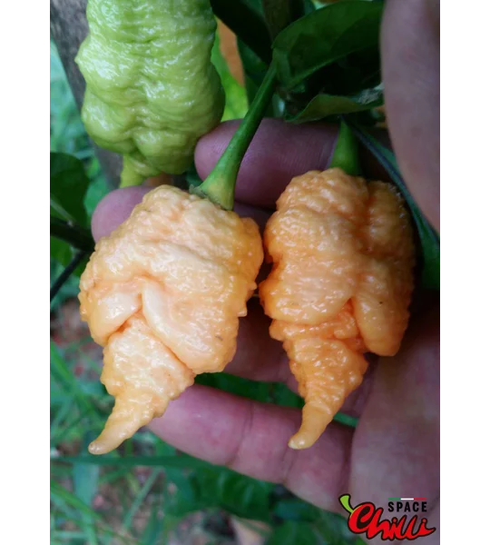 Star Scream (10+ Seeds)