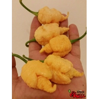 Star Scream (10+ Seeds) Star Scream (10+ Seeds)