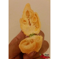 Star Scream (10+ Seeds) Star Scream (10+ Seeds)