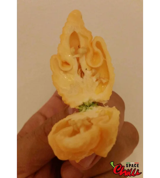Star Scream (10+ Seeds)