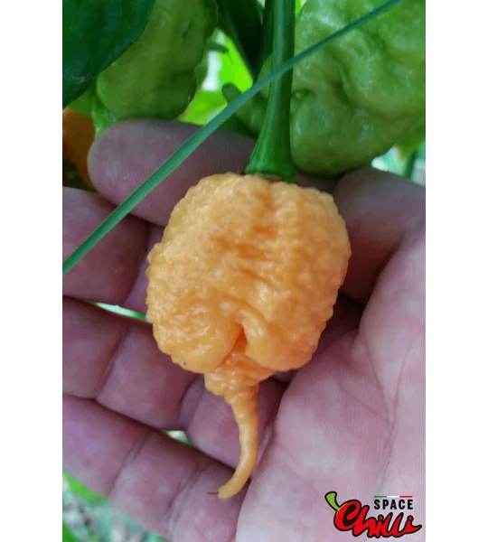 Star Scream (10+ Seeds)