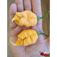 Star Scream (10+ Seeds) Star Scream (10+ Seeds)