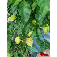 Star Scream (10+ Seeds) Star Scream (10+ Seeds)