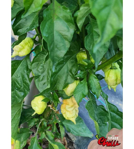Star Scream (10+ Seeds)