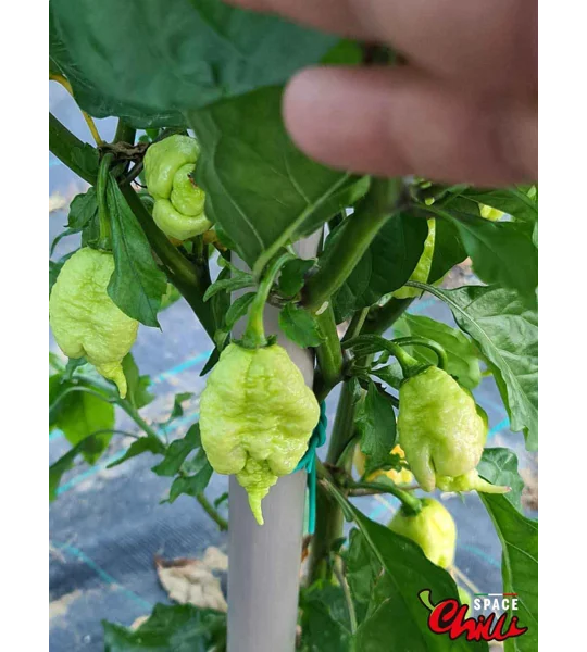Star Scream (10+ Seeds)