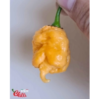 Star Scream (10+ Seeds) Star Scream (10+ Seeds)