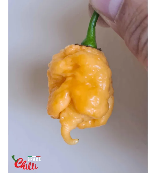Star Scream (10+ Seeds)