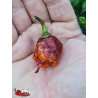 The King Red F4 (10+ Seeds) The King Red F4 (10+ Seeds)