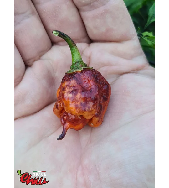 The King Red F4 (10+ Seeds)