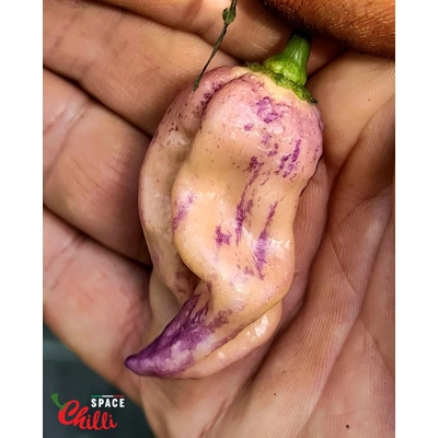 The King Purple Peach F4 (10+ Seeds) The King Purple Peach F4 (10+ Seeds)