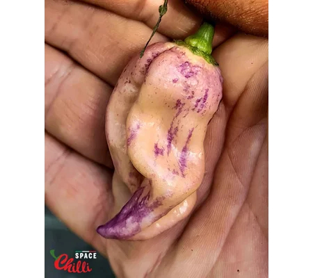 The King Purple Peach F4 (10+ Seeds)