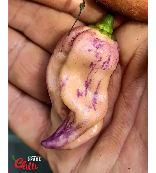The King Purple Peach F4 (10+ Seeds)