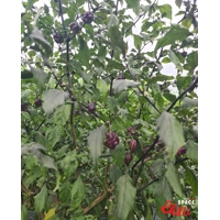 The King Purple Peach F4 (10+ Seeds) The King Purple Peach F4 (10+ Seeds)