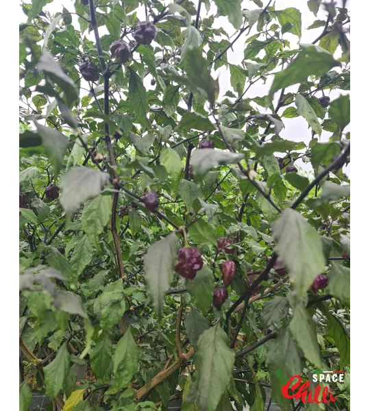 The King Purple Peach F4 (10+ Seeds)
