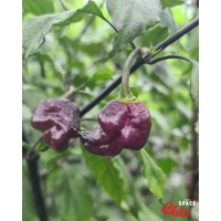 The King Purple Peach F4 (10+ Seeds) The King Purple Peach F4 (10+ Seeds)