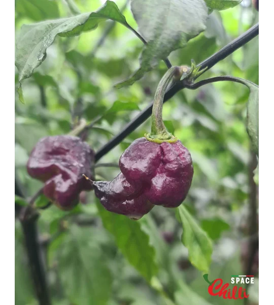The King Purple Peach F4 (10+ Seeds)