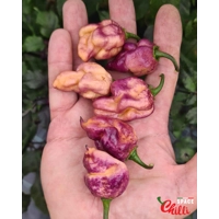 The King Purple Peach F4 (10+ Seeds) The King Purple Peach F4 (10+ Seeds)
