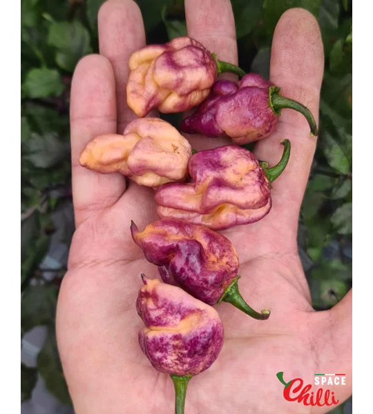 The King Purple Peach F4 (10+ Seeds)